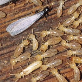 Termites